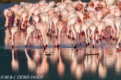 flamant nain / lesser flamingo