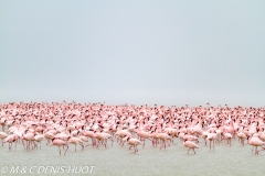 flamant nain / lesser flamingo