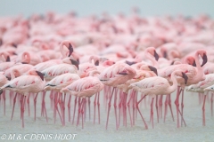 flamant nain / lesser flamingo