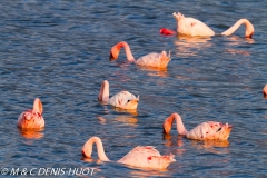 flamant nain / lesser flamingo