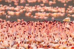 flamant nain / lesser flamingo