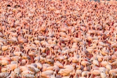 flamant nain / lesser flamingo