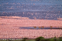 flamant nain / lesser flamingo