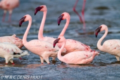 flamant nain / lesser flamingo