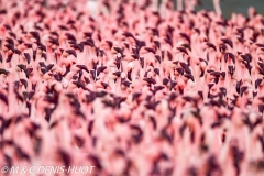 flamant nain / lesser flamingo