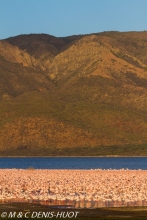 flamant nain  / lesser flamingo