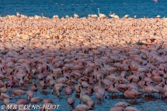 flamant nain / lesser flamingo