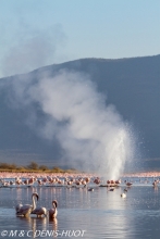 flamant nain  / lesser flamingo