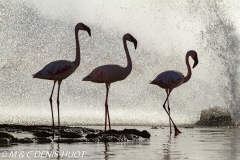 flamant nain / lesser flamingo