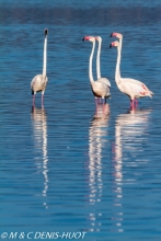 flamant rose /  greater flamingo