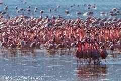 flamant nain / lesser flamingo