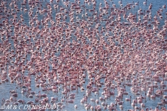 flamant nain / lesser flamingo