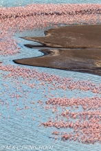 flamant nain  / lesser flamingo