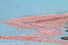 flamant nain / lesser flamingo