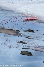 flamant nain  / lesser flamingo