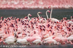 flamant nain et rose / lesser and greater flamingo