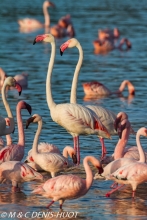 flamant rose /  greater flamingo