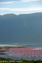 flamant nain  / lesser flamingo