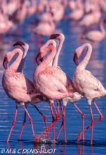 flamant nain  / lesser flamingo