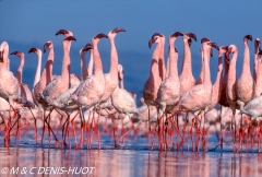 flamant nain / lesser flamingo