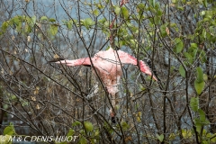 flamant nain / lesser flamingo