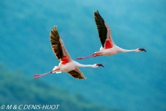 flamant nain / lesser flamingo