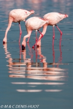 flamant nain  / lesser flamingo