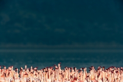 flamant nain / lesser flamingo