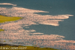 flamant nain / lesser flamingo