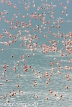 flamant nain  / lesser flamingo