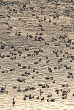 flamant nain  / lesser flamingo