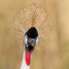 grue royale / crowned crane