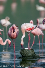flamant nain  / lesser flamingo