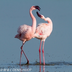 flamant nain / lesser flamingo