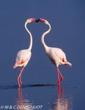 flamant rose /  greater flamingo