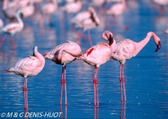flamant nain / lesser flamingo