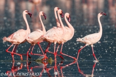 flamant nain / lesser flamingo