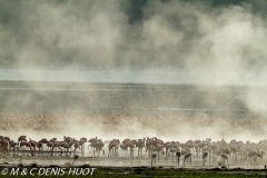 flamant nain / lesser flamingo