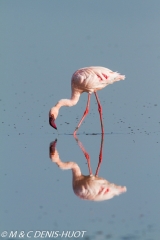 flamant nain  / lesser flamingo