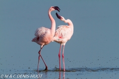 flamant nain / lesser flamingo