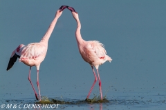 flamant nain / lesser flamingo