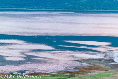 flamant nain / lesser flamingo
