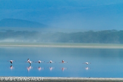 flamant nain / lesser flamingo