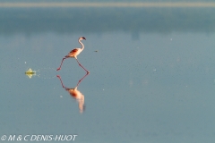 flamant nain / lesser flamingo