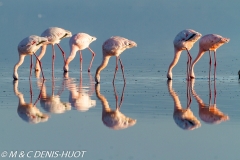 flamant nain / lesser flamingo