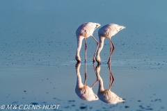 flamant nain / lesser flamingo