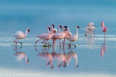 flamant nain / lesser flamingo