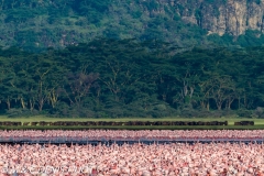 flamant nain / lesser flamingo