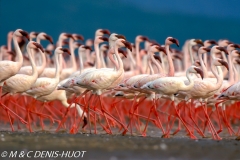 flamant nain / lesser flamingo