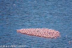 flamant nain / lesser flamingo